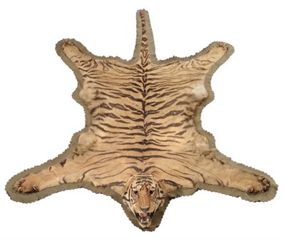 Lot 268 - Taxidermy: A Late Victorian Bengal Tiger (Panthera tigris tigris), circa 1890-1910, by Theobald...