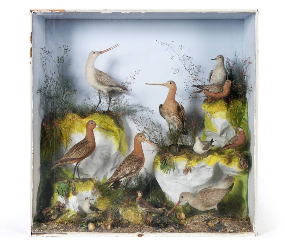 Lot 269 - Taxidermy: A Large Victorian Cased Diorama of Various Estuary and Wading Birds, by Henry Ward...