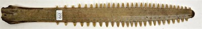 Lot 270 - Taxidermy: Sawfish Rostrum (Pristidae spp), circa early 20th century, 54 teeth, 70.5cm long...