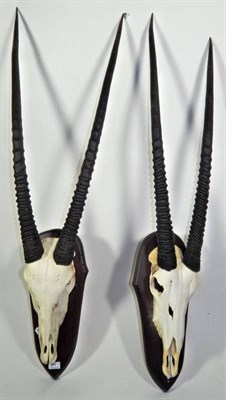 Lot 271 - Antlers/Horns: African Hunting Trophies, Cape Greater Kudu (Strepsiceros strepsiceros), circa...