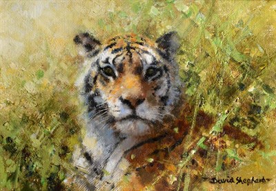Lot 176 - David Shepherd CBE FRSA FGRA (1931-2017) ''Tiger'' Signed, dated 1996 verso, oil on canvas,...