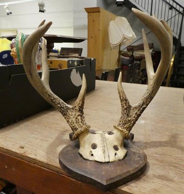 Lot 1022 - Antlers/Horns: European Moose (Alces alces) a pair of cast antlers, a set of European Reindeer...