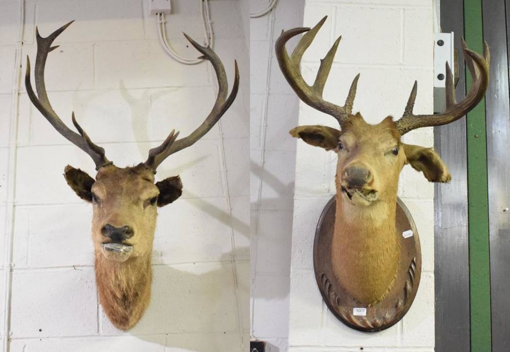Lot 1007 - Taxidermy: Victorian White Tailed Deer head mount on shield, together with a Victorian Scottish Red