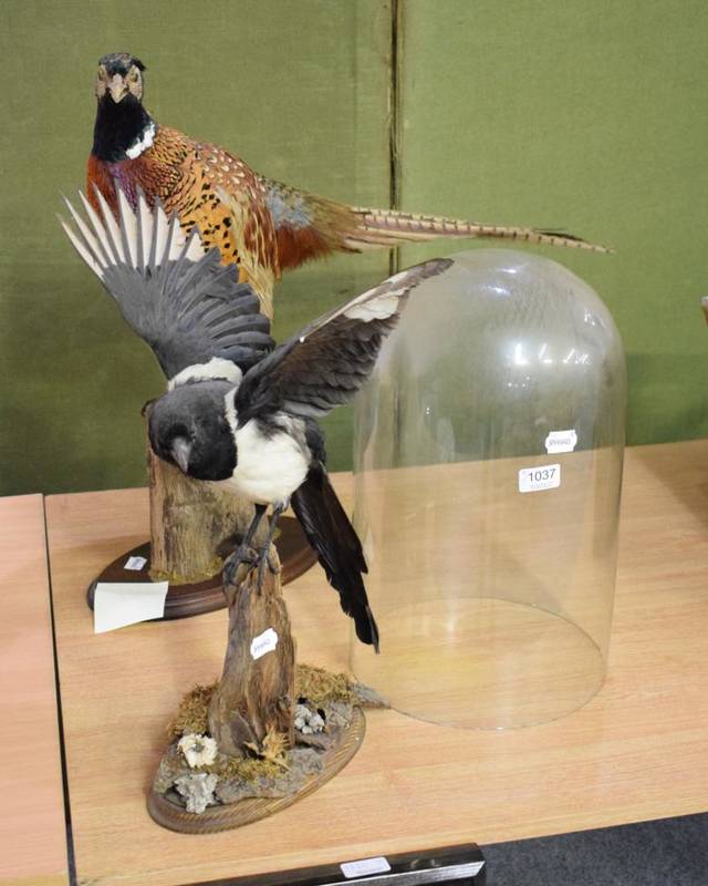 Lot 1037 - Taxidermy: a magpie, a pheasant and glass dome