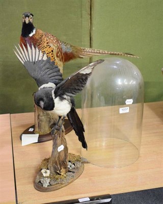 Lot 1037 - Taxidermy: a magpie, a pheasant and glass dome