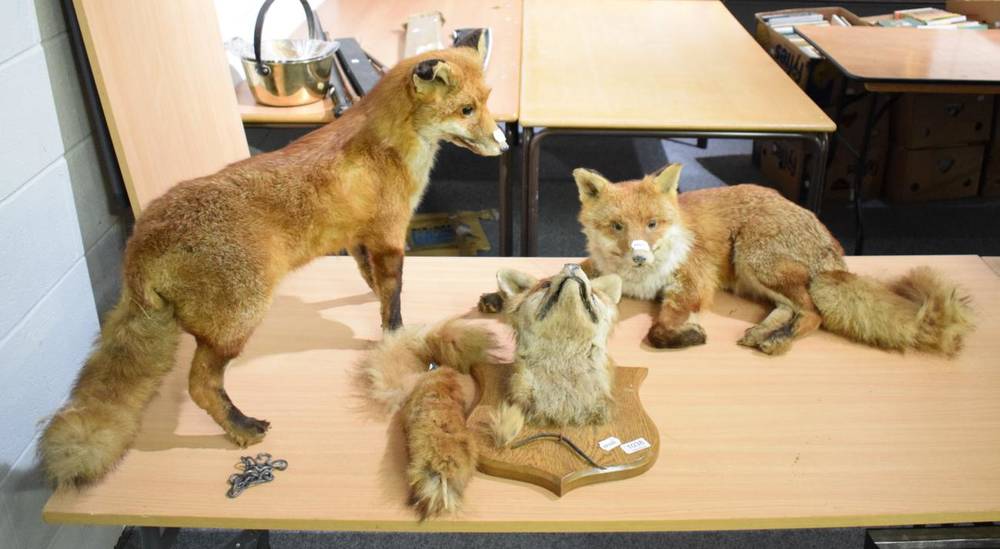 Lot 1038 - Taxidermy: two fox full mounts, fox mask and brush