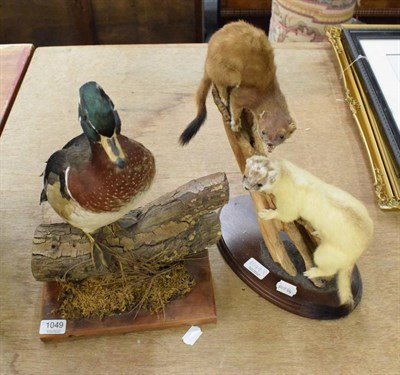 Lot 1049 - Taxidermy: A North American Carolina Wood Duck perched upon a log; and a pair of full mount Stoats