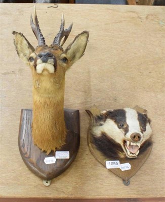 Lot 1055 - Taxidermy: Roebuck head mount on shield; together with a badger mask on shield with mouth agape (2)