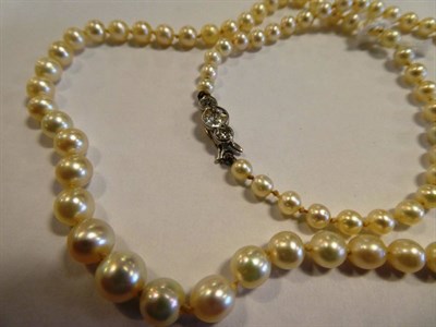 Lot 213 - A Pearl Necklace with Diamond Snap, the eighty-five pearls knotted to a clasp of three old cut...