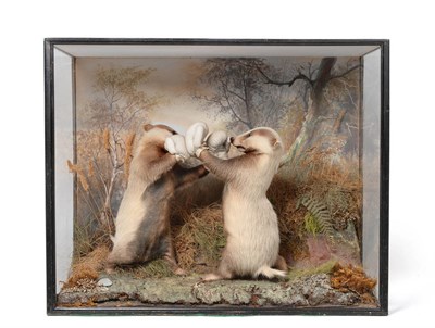 Lot 2332 - Taxidermy: An Exceptionally Rare Anthropomorphic Cased Pair of Boxing Badger Cubs, by Peter...