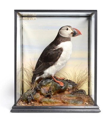 Lot 2338 - Taxidermy: An Early 20th Century Cased Atlantic Puffin (Fratericula arctica), in the manner of...