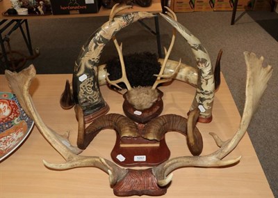 Lot 1097 - Antlers/Horns: Fallow deer, juvenile reindeer, sheep, bulls horns, and a pair of Asian carved water