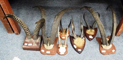 Lot 1146 - Antlers/Horns: A collection of hunting trophy horns springbok, gazelle, bushbuck, waterbuck and two