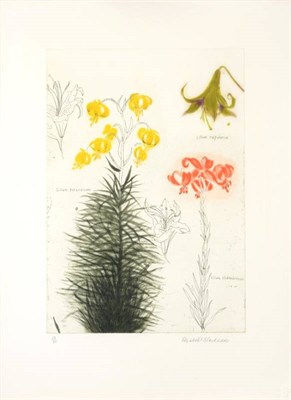 Lot 19 - Dame Elizabeth Violet Blackadder DBE, RA, RSA (b.1931)  Studies of Lilies  Signed in pencil,...