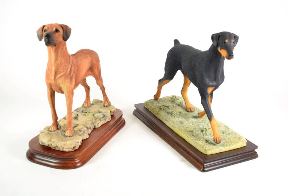 Doberman in hot sale action