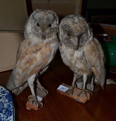 Lot 387 - Two taxidermy barn owls