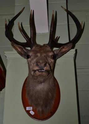 Lot 395 - Taxidermy: Scottish Red Deer (cervus elaphus), head mount on shield, 8 points, (4+4), mounted...