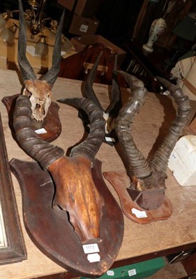 Lot 1113 - Antlers/Horn: A collection of African hunting trophies, hortebeest, two bushbuck and tsessebe horns