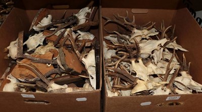 Lot 1123 - Antlers/Horns: Roe Buck (Capreolus capreolus), 25 adult & juvenile sized antlers on cut upper...
