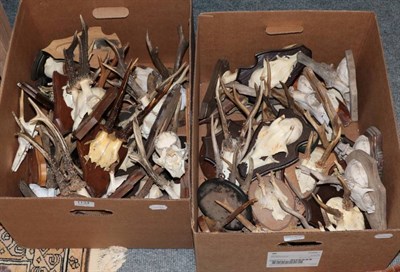 Lot 1134 - Antlers/Horns: Roe Buck (Capreolus capreolus), 25 adult & juvenile sized antlers on cut upper...