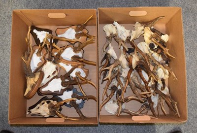 Lot 1163 - Antlers/Horns: Roe Buck (Capreolus capreolus), 10 adult well formed antlers on cut upper skulls...