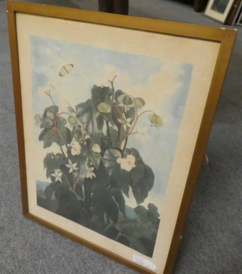Lot 1037 - Watercolour of Begonias by Nicholas Barnham; and three plates from Thornton's Temple of Flora,...