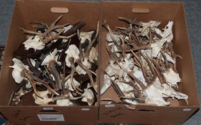 Lot 1077 - Antlers/Horns: Roe Buck (Capreolus capreolus), twenty juvenile antlers on cut upper skulls, on...