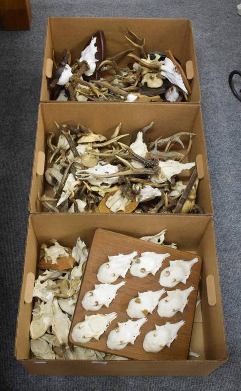 Lot 1128 - Antlers/Horns: Roe Buck Antlers (Capreolus capreolus), twenty sets of adult and juvenile antlers on