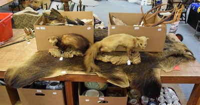 Lot 1129 - Taxidermy: A Collection of Various Taxidermy Specimens and Antlers, to include - a full mount...