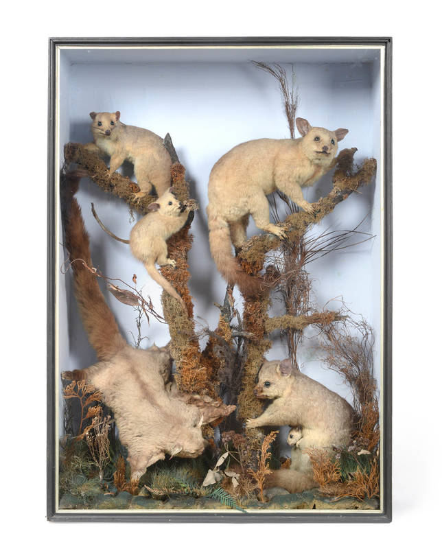 Lot 2019 - Taxidermy: A Victorian Case of Common Brush Tail Possums and a Giant Flying Squirrel, a large...