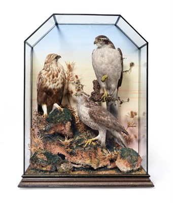 Lot 2016 - Taxidermy: A Very Rare Late Victorian Cased Pair of Goshawks and a Rough-Legged Buzzard, 1835-1912