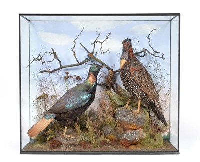 Lot 2158 - Taxidermy: A Superb Victorian Cased Western-Horned Tragopan and Himalayan Monal, by Henry Ward,...