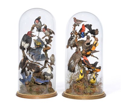 Lot 2082 - Taxidermy: A Matched Pair of Large Victorian Domes of North and South American Tropical Birds,...
