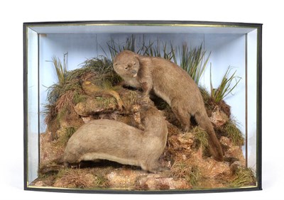 Lot 2030 - Taxidermy: A Large Cased Diorama of European Otters (Lutra lutra), by John Cooper & Sons, 28 Radnor