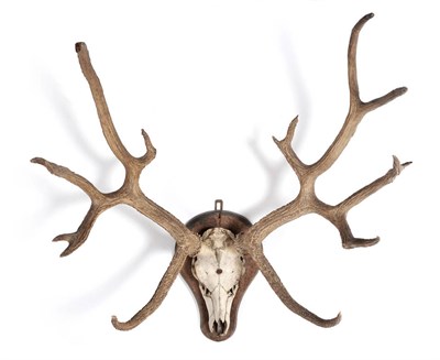 Lot 2025 - Antlers/Horns: A Very Rare Set of Extinct Shomburgk's Deer Antlers, circa early 20th century, a...