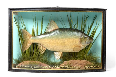 Lot 2277 - Taxidermy: A Cased Common Roach (Rutilus rutilus), by John Cooper & Son's, 28 Radnor Street, St...