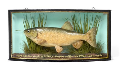 Lot 2278 - Taxidermy: A Cased Chub (Squalius cephalus), by John Cooper & Sons, 28 Radnor Street, St...