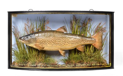 Lot 2279 - Taxidermy: A Cased Brown Trout (Salmo trutta), by John Cooper & Sons, 28 Radnor Street, St...