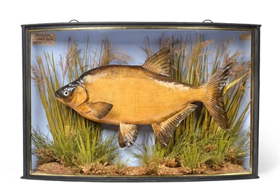 Lot 2280 - Taxidermy: A Cased Common Bream (Abramis brama), by John Cooper & Sons, 28 Radnor Street, St...