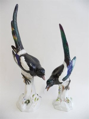 Lot 242 - A Meissen Porcelain Model of a Magpie, circa 1900, perched with tail feather raised and in downward