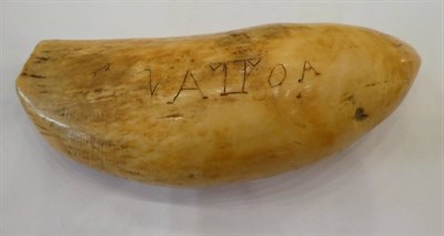 Lot 163 - A Scrimshaw Whale's Tooth, 19th century, inscribed VATOA, 13cm long