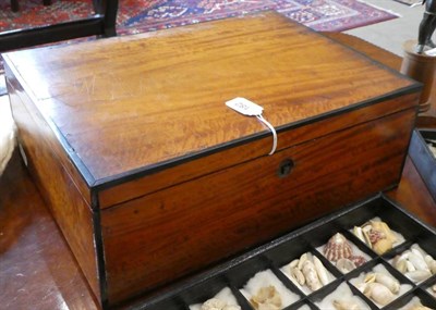 Lot 182 - A Mahogany Box and Hinged Cover, 19th century, containing a collection of sea shells, 41cm wide