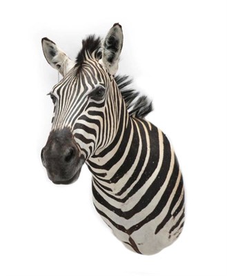 Lot 189 - Taxidermy: A Burchell's Zebra Shoulder Mount (Equus quagga), modern, a superb quality example...