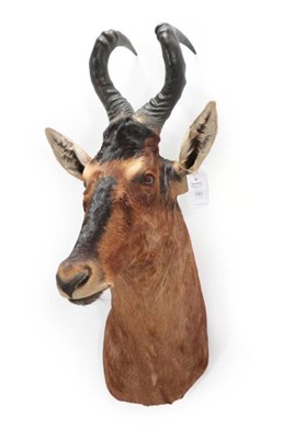 Lot 191 - Taxidermy: Red Hartebeest (Alcelaphus caama), modern, a neck mount looking straight ahead, 52cm...