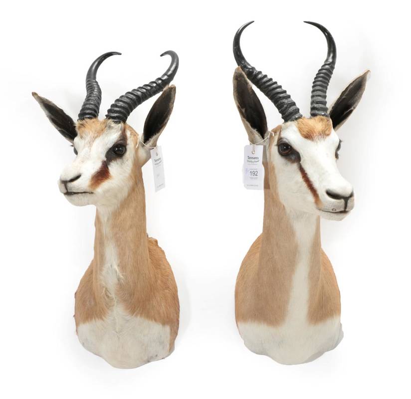 Lot 192 - Taxidermy: A Pair of South African Springbok's (Antidorcas marsupialis), modern, a pair of high...