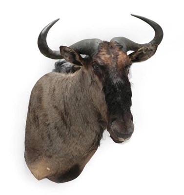 Lot 195 - Taxidermy: Blue Wildebeest (Connochaetes taurinus), modern, shoulder mount with head turning...