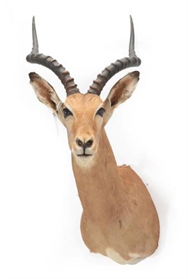 Lot 196 - Taxidermy: Common Impala (Aepyceros melampus), modern,  shoulder mount with head turning to the...