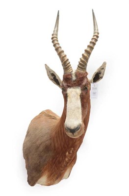 Lot 197 - Taxidermy: Blesbok (Damaliscus phillipsi), modern, shoulder mount with head turning to the...
