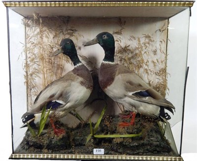 Lot 198 - Taxidermy: A Pair of Victorian Cased Mallard Ducks (Anas platyrhynchos), two full mount drakes,...