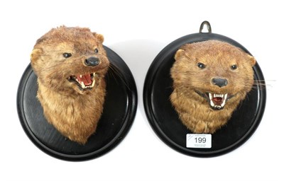 Lot 199 - Taxidermy: A Pair of Early 20th Century Otter Masks (Lutra lutra), by W.K. Petherick, Bird and...